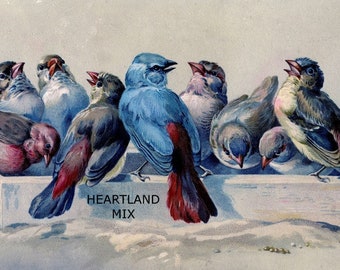 Vintage Birds Vintage Downloadable, Printable Digital Wall Art Image Instant Download