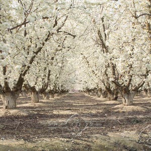 Spring Bloom, Digital Backdrop, Almond Orchard, Digital Background, White Blossoms, Blooming Orchard, Photoshop Background, Spring Portraits