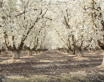 May include: A row of white flowering trees with bare branches in a field. The trees are in full bloom and the flowers are a soft white color. The ground is covered in fallen petals and leaves.