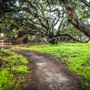 Digital Backdrop, Photography background Digital Background, Spanish Moss, Oak Trees, Forest Path, Nature Backdrop, 2 jpg files,