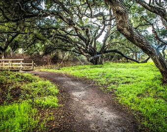 Digital Backdrop, Photography background Digital Background, Spanish Moss, Oak Trees, Forest Path, Nature Backdrop, 2 jpg files,