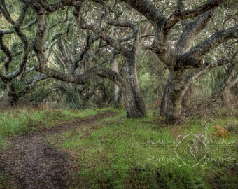 May include: A winding dirt path leads through a dense forest of gnarled oak trees with moss-covered branches. The trees create a canopy overhead, casting dappled shadows on the ground.