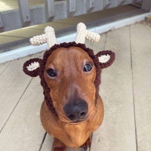 Pode incluir: Um dachshund marrom usando um chapéu de chifre de rena de crochê. O chapéu é marrom com chifres e detalhes de orelhas creme. O cão está olhando diretamente para a câmera, sentado em uma superfície de madeira clara.