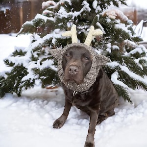 May include: A brown dog wearing a knitted reindeer antler headpiece, sitting in the snow next to a snow-covered evergreen tree. The headpiece has light tan antlers and a gray collar. The dog is looking directly at the camera.