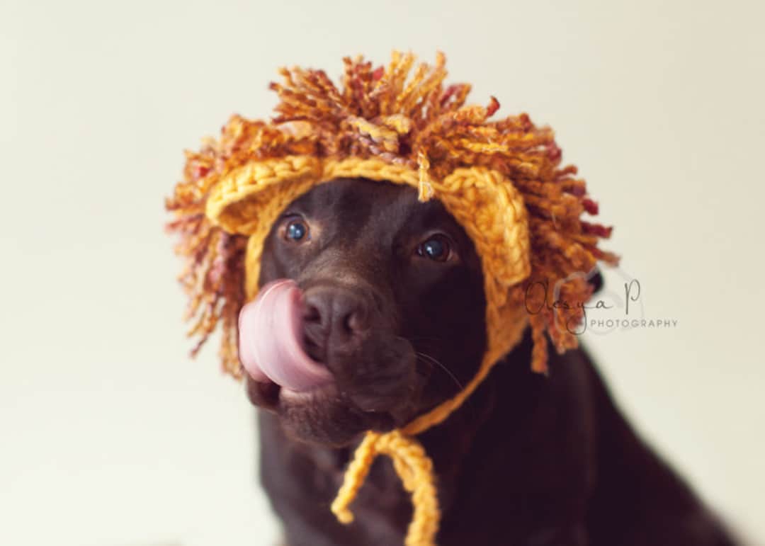 Crochet Pattern 041 Large Dog Lion Hat, Halloween Hat for Dogs
