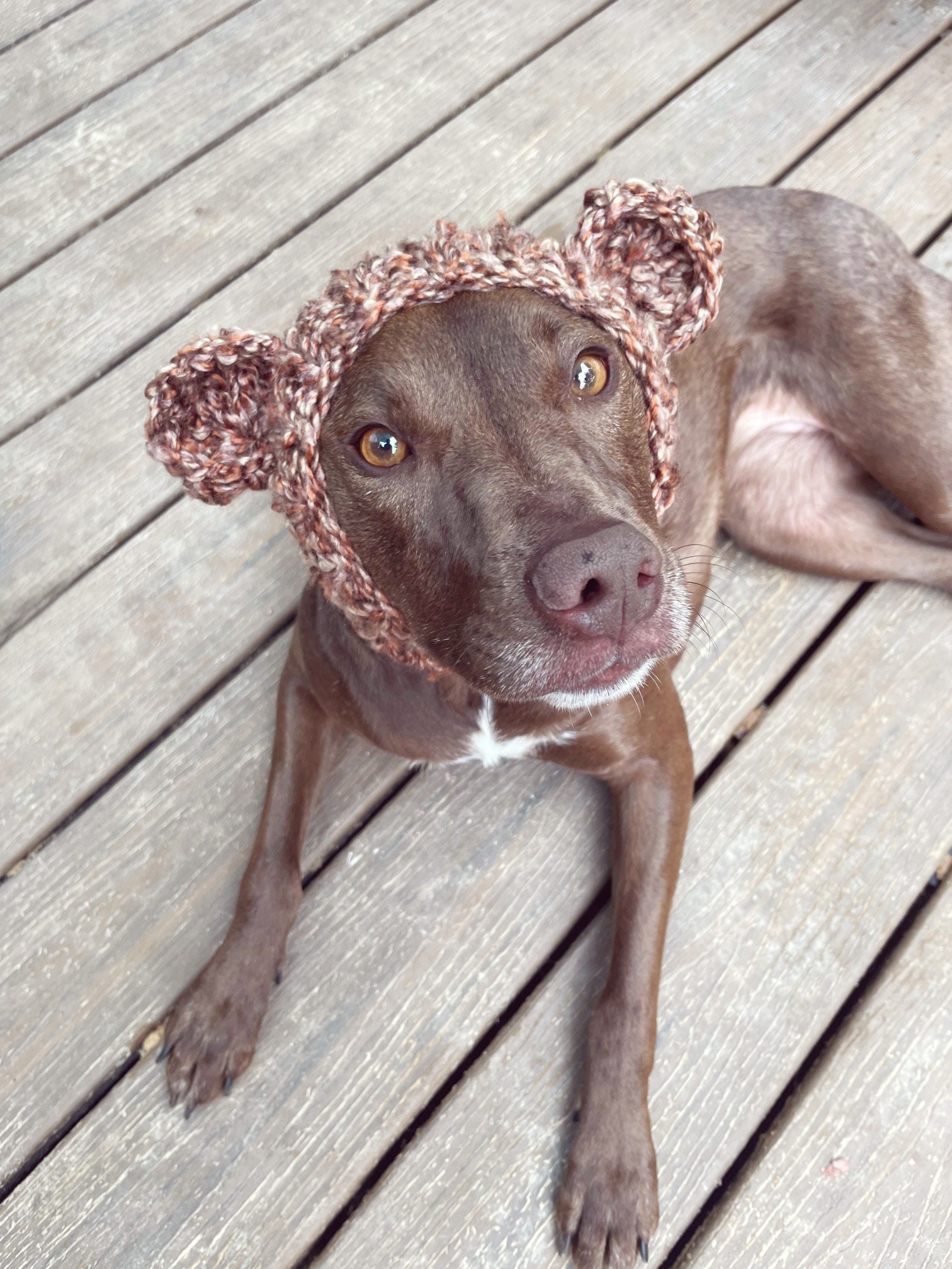 Dog top bear hat