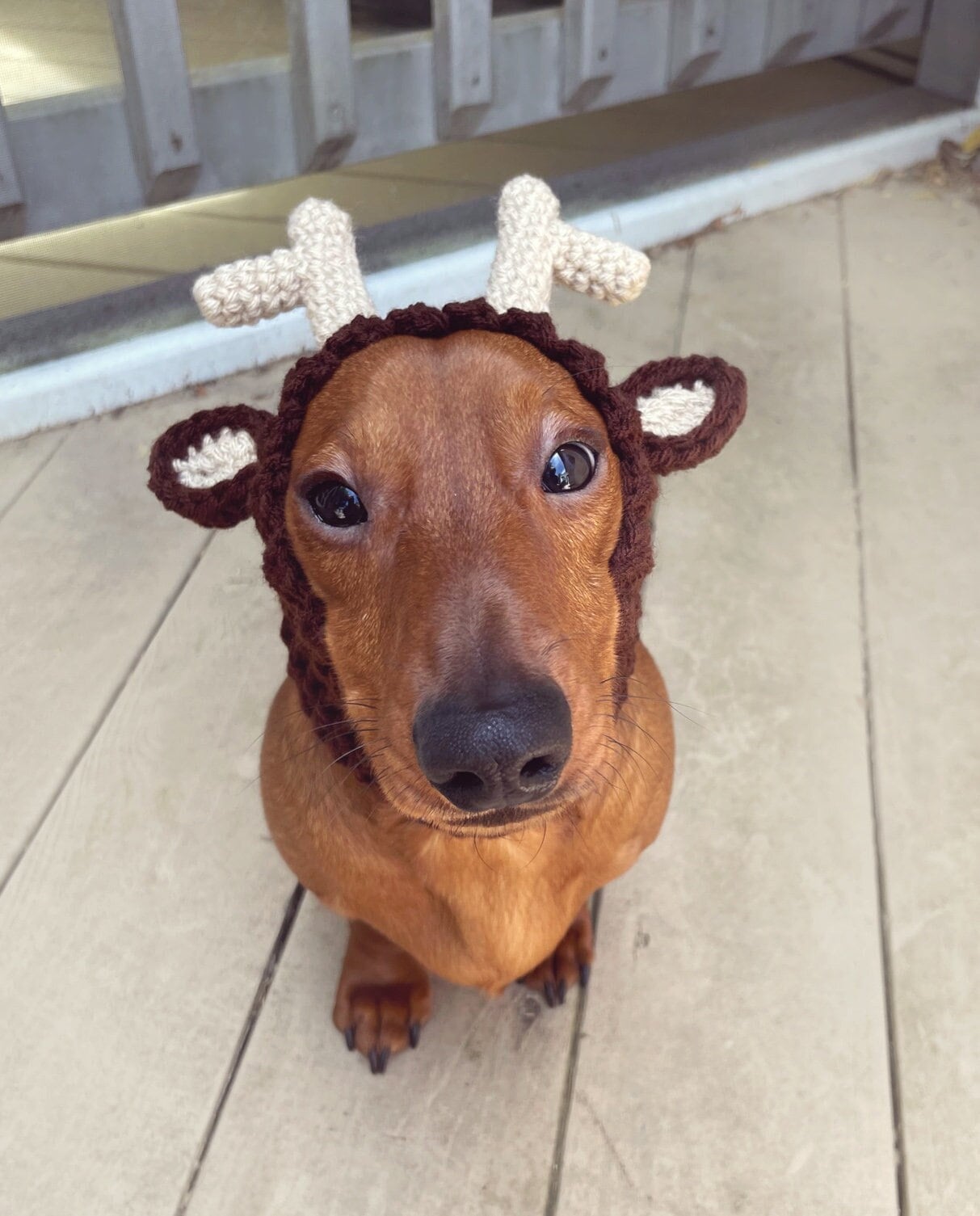dog reindeer outfit