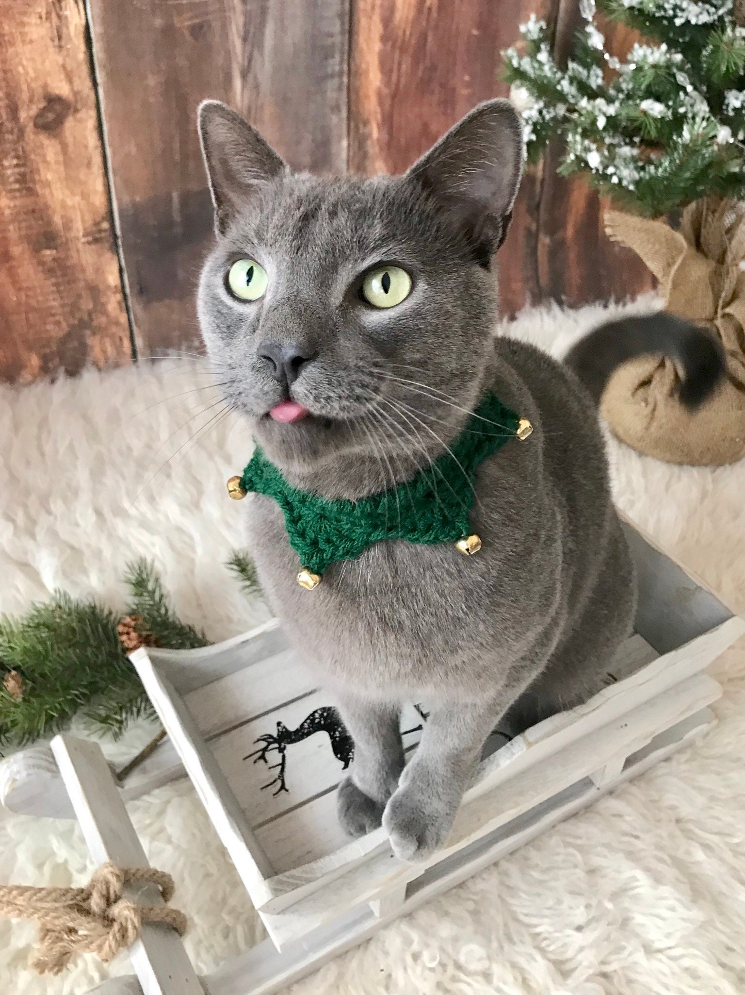 cat collar costume