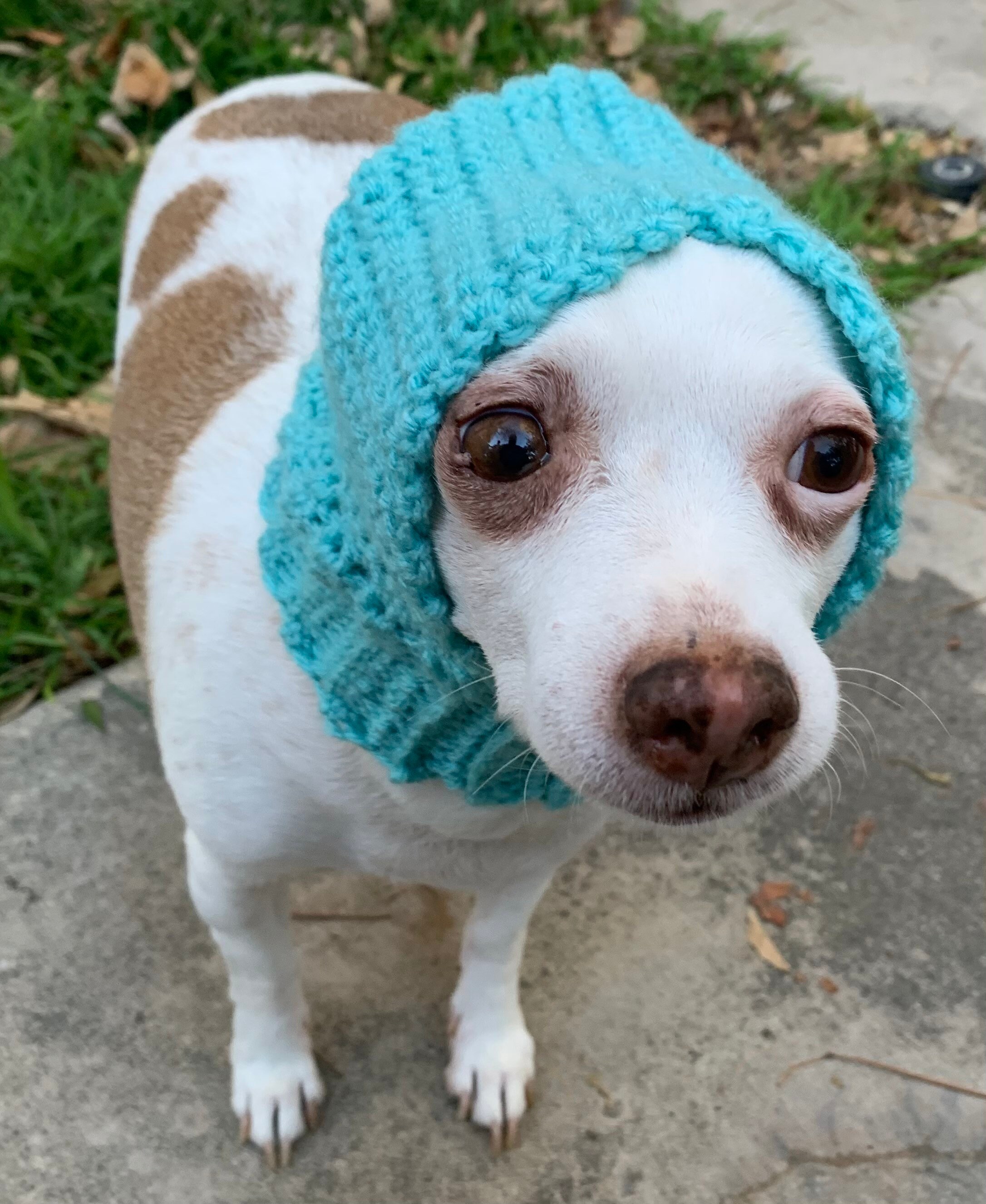 Crochet Dog Hood Pattern - Small, Instant Download PDF Puppy