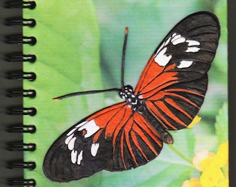 Peut inclure: Un papillon noir et rouge avec des taches blanches sur ses ailes est perché sur une feuille verte. Le papillon a un corps long et fin et ses ailes sont déployées.