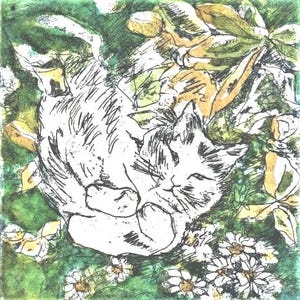 Chat et marguerites, grande carte vierge carrée, et gravure originale
