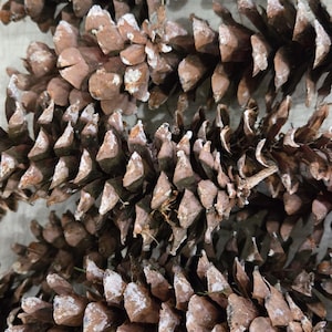 May include: Close-up of several brown pine cones with white accents. The pine cones are arranged in a cluster, showcasing their textured, scale-like surfaces. The image highlights the natural details of the cones.