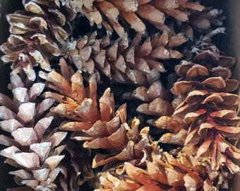 White Pine Cones for Crafts, 4"-6" long
