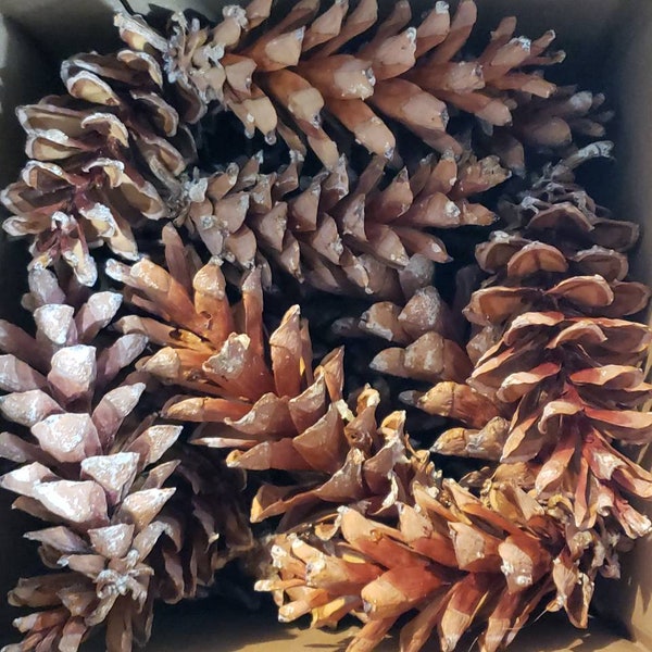 White Pine Cones Etsy