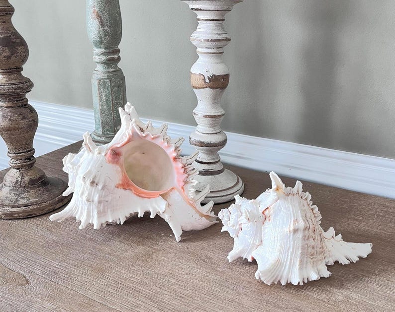 Conch Shell Set Coastal Home Decor Large Display Shells, Shell Accent, Large Conch ...