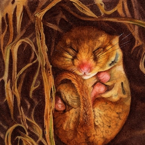 Sleeping Dormouse Watercolour Giclee Print from original watercolour painting, Mouse Painting Small, Cute Mouse Painting Print