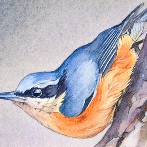 Picchio muratore Acquerello Pittura Uccello ACEO Giclee Stampa, Arte degli uccelli, Piccola carta collezionabile dell'artista, Arte in miniatura, Arte degli animali del bosco Natura Decor