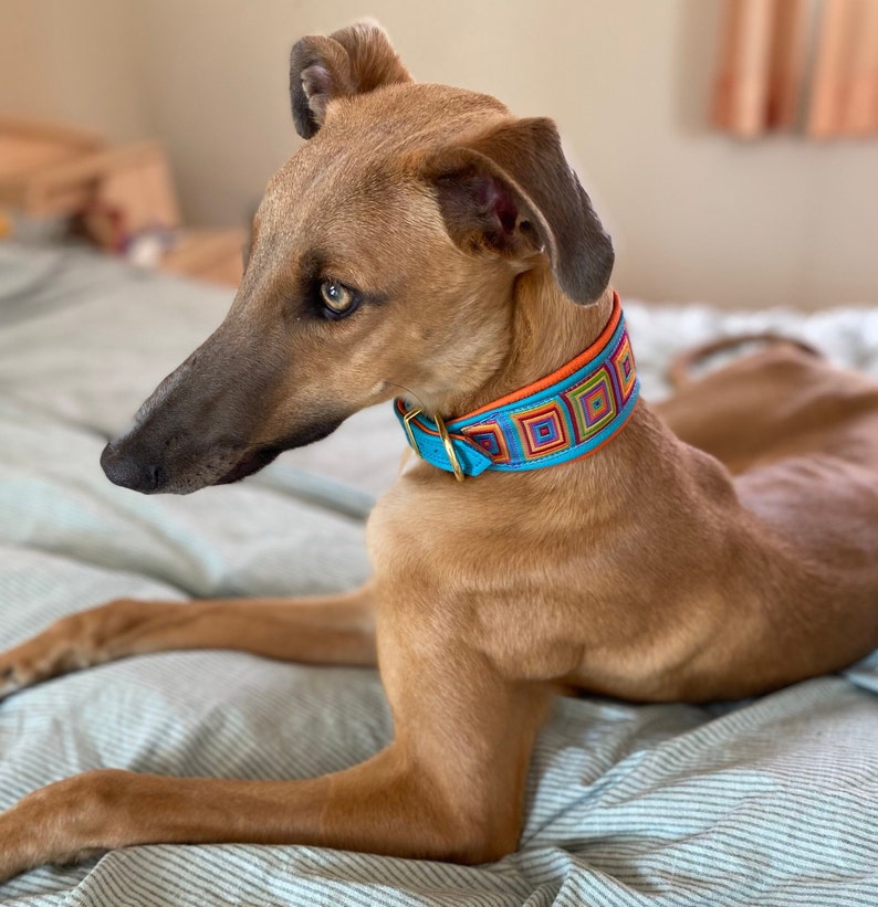 May include: A brown and tan dog with a blue and orange patterned collar lying on a striped bed.