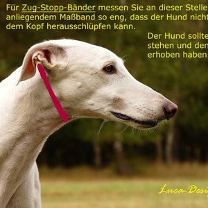 May include: A white dog with a pink measuring tape around its neck. The dog is looking to the right. The text in the image reads: "For Zug-Stopp-B&auml;nder measure at this point with a good fitting tape measure so tight that the dog cannot slip its head out. The dog should stand and hold its head up. Luca-Design"
