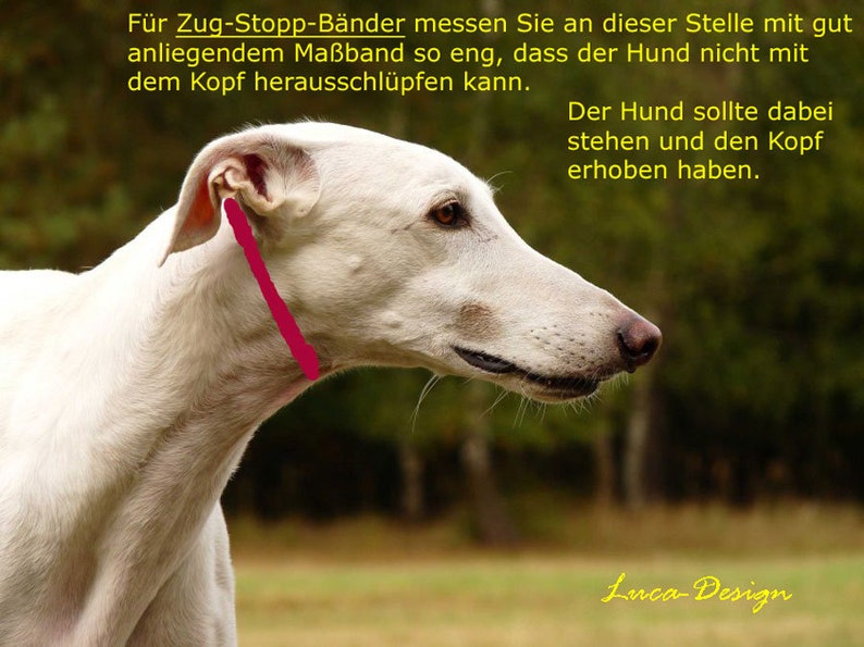 May include: A white dog with a pink measuring tape around its neck. The dog is looking to the right. The text in the image reads: "For Zug-Stopp-B&auml;nder measure at this point with a good fitting tape measure so tight that the dog cannot slip its head out. The dog should stand and hold its head up. Luca-Design"