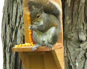 Cedar Squirrel Feeder