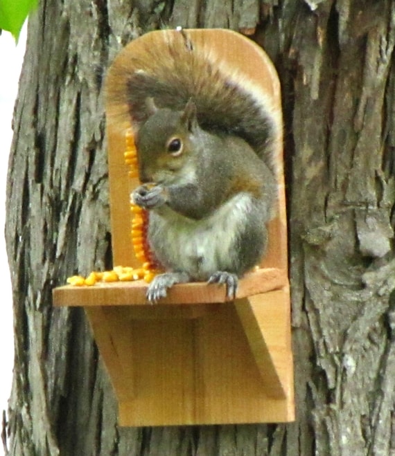 Cedar Squirrel Feeder Etsy