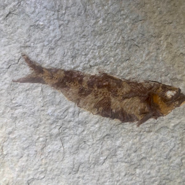 Beautifully Preserved Fish Fossil