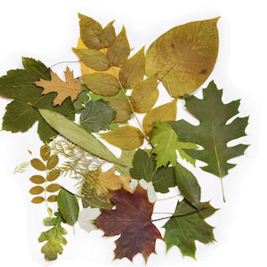 Veel van 25 eenheden echte gedroogde geperste mix, verschillende bladeren. Botanisch materiaal voor knutselen, herbarium, lesgeven, kunst