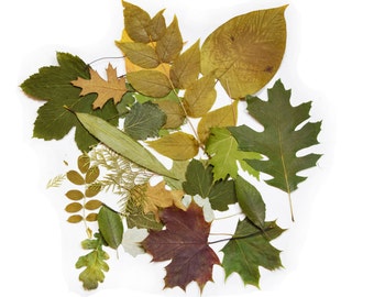 Lot of 25 units of real dried pressed mix, different  leaves. Botanical material for crafts, herbarium, teaching, arts