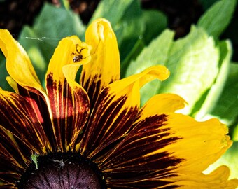 Photo numérique de Rudbeckia, jaune et brun, Téléchargement instantané pour Home Decor