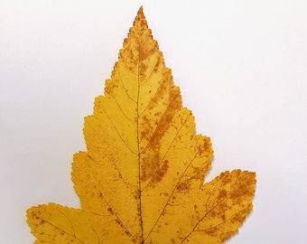 Herbstszenen. Natürliche echte getrocknete gepresste gelbe und braune Herbstblätter. Botanisches Material für Kunsthandwerk, Herbarium, Unterricht, Hochzeiten.