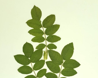 Feuilles d’épines. Feuilles vertes séchées, beaucoup de 30 unités. Matériel botanique pour l’artisanat, les invitations, l’art, l’enseignement, les herbiers.