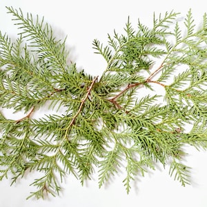 Thuja branches pressed and dried .  Lot of 15 branches. Floral material for dry floral crafts,  bouquets, wreaths, garlands and other arts.