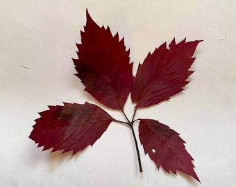 Feuilles d’automne de raisin sauvage avec tiges. Vraies feuilles pressées séchées naturelles. Matériel botanique pour l’artisanat, herbier, enseignement, mariages.