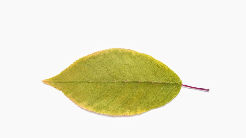 Hojas prensadas, hojas secas, hojas de cerezo de pájaro, verde claro, amarillo y rojo. Tamaño aproximado de 4,2'', lote de 25 unidades imagen 2