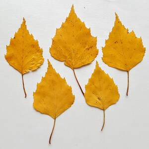 Herbstliche Birkenblätter. Getrocknete gepresste echte gelbe kleine Blätter. Lot von 50 Blättern Botanisches Material für Basteln, Einladungen, Kunst, Lehre. Bild 2