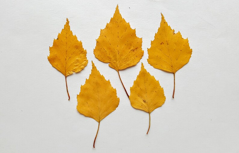 Herbstliche Birkenblätter. Getrocknete gepresste echte gelbe kleine Blätter. Lot von 50 Blättern Botanisches Material für Basteln, Einladungen, Kunst, Lehre. Bild 2