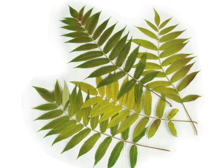 Sumac Leaves. Real, Dried, Pressed Leaves. Lenght is About 30 Cm 12
