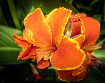 Foto digital de la flor de naranja, descarga instantánea para la decoración del hogar