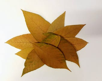 Feuilles de noyer anglais d'automne. Véritables feuilles d'automne séchées et pressées, lot de 25 unités. Matériel botanique pour l'artisanat, les invitations, l'art, les herbiers.