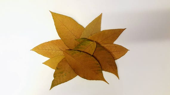 Autunno Foglie Di Noce Inglese Foglie Autunnali Reali Etsy