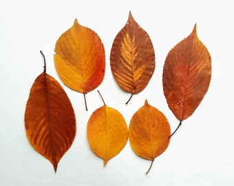 Feuilles de sakura d'automne. Feuilles brunes pressées séchées, beaucoup de 25 unités. Matériel botanique pour l'artisanat, les invitations, l'art, les herbiers