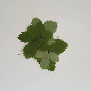Wild strawberry leaves. Natural real dried pressed leaves, size about 4"- 5". Lot of 25 units. Botanical material for teaching, crafts.