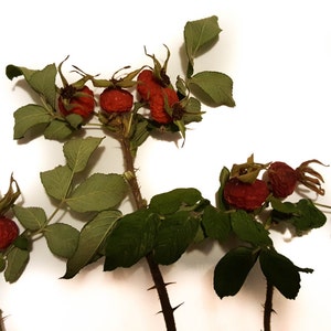 15 red natural dried thorn / sweetbrier / eglantine berries with sticks and leaves. Florist  raw material, for dry bouquets, vase filling.