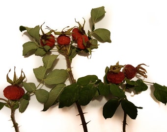 15 baies rouges naturelles séchées d’épines / sweetbrier / eglantine avec des bâtons et des feuilles. Matière première fleuriste, pour bouquets secs, remplissage de vase.