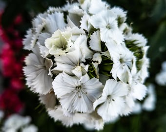 Foto digital de la flor blanca, descarga instantánea para decoración casera