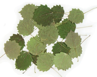 Hojas de álamo temblón. Hojas verdes prensadas y secas reales de álamo temblón, 2-3". Lote de 25. Material botánico para manualidades, herbario, enseñanza, artes, bodas.