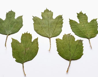 Wilburnum s'en va. feuilles de wilburnum pressées vertes séchées. Beaucoup de 25 unités. Matériel botanique pour invitations artisanales, enseignement de l'art, herbiers