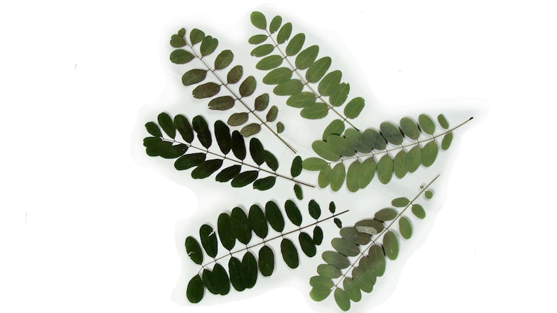 Acacia leaves. Natural real dried pressed green 7-8 image 1