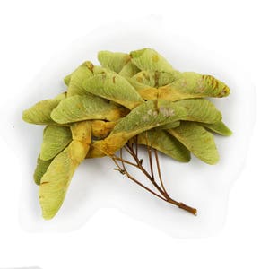 Maple's seeds in bunches, 300 grams, 10.5 oz. Floral material for dry floristic crafts,  bouquets, wreaths, garlands and other arts..